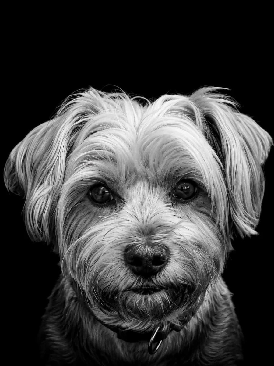 Cookie — a small light-coated dog, photographed in black and white